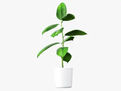 Potted plant decorative 03 3D model