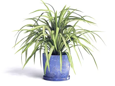 Spider Plant 3D model