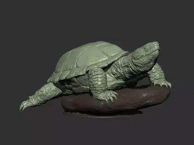 Turtle 3d model 3D print model