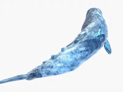 Realistic Gray Whale Rigged Low-poly 3D model
