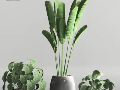 indoor plant collection set vol 66 3D model