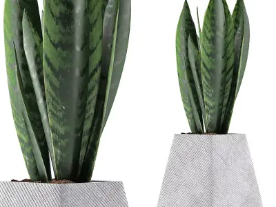 Plants Collection 114 3D model