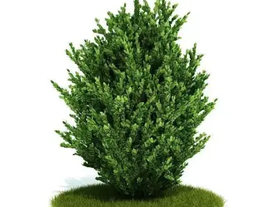 Green Tall Bush 3D model