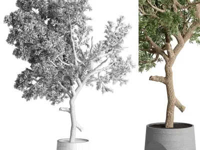 indoor plant 482 pot plant tree concrete dirt vase 3D model