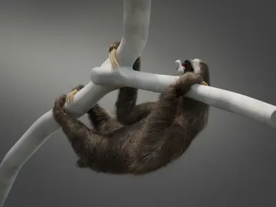 Three-Toed Sloth Animated 3D model