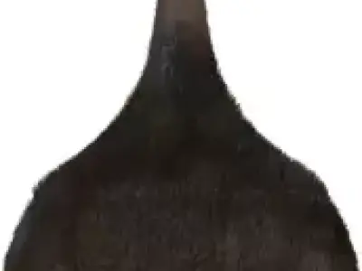 Realistic Rat Character  Low-poly 3D model