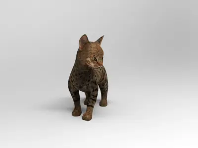 3d  Cat Animated Rigged low poly  Low-poly 3D model