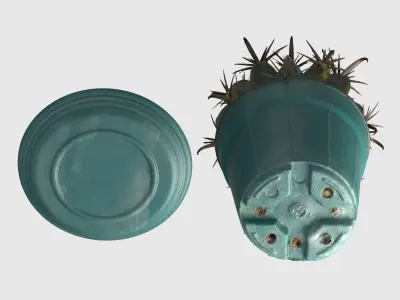 Cactus pot-plant 2 -blue vase 3D model