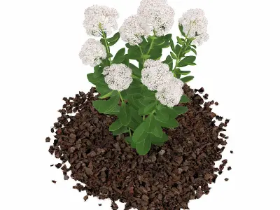 Flowering Sedum Plant Sedum sarmentosum 3D model