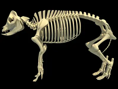 Pig Skeleton 3D model