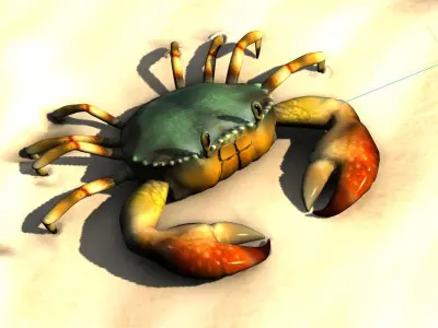 Fiddler crab sea crab shell crab 3D model
