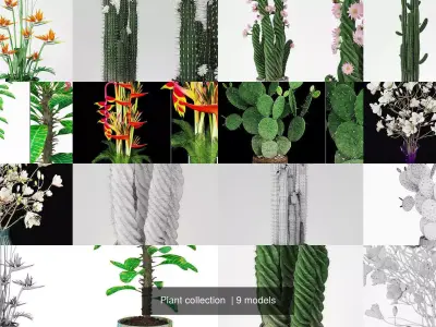 Plant collection hibiscus flower