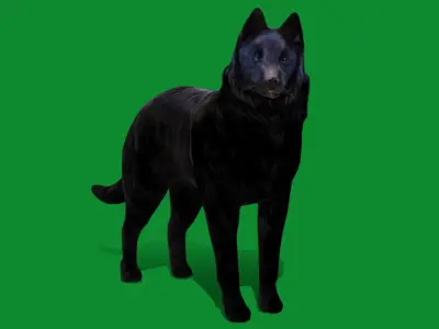 Groenendael Belgian Sheepdog Low-poly 3D model