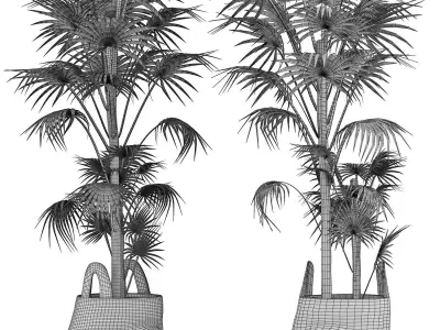 Plants Collection 141 Sabal Minor 3D model