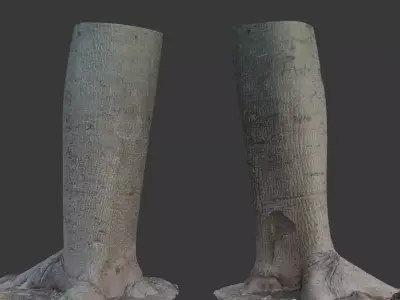 Realistic 3D Scanned Smooth-Bark Tree Trunk Low-poly 3D model