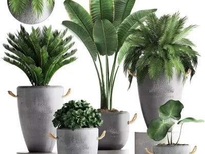 Collection Exotic plants 381 3D model