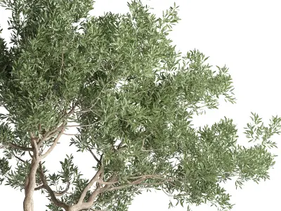 Box Plants on Stand  of houseplants indoor 192 3D model