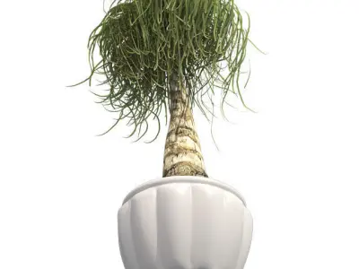 Ponytail Palm in Pot Low-poly 3D model
