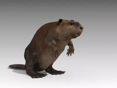 Beaver Low-poly 3D model