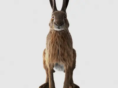 Hare RIG XGEN CORE 3D model