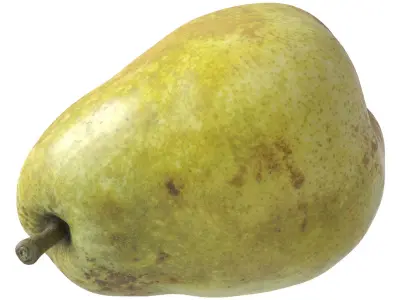 Kieffer Pear 3D model