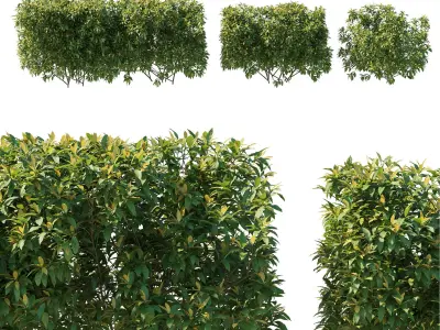 Pieris Floribunda bush 03 3D model