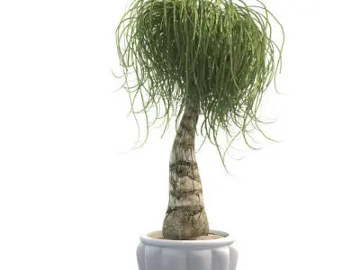 Ponytail Palm in Pot Low-poly 3D model