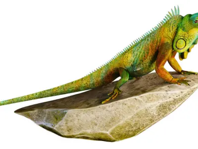 Hunter iguana on rock 3D model