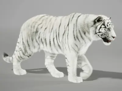 White Tiger Animated UNREAL project  Maya base rig 3D model