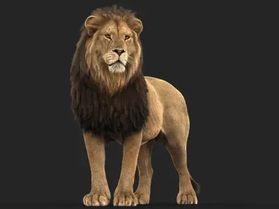 Lion C RIG XGEN CORE 3D model