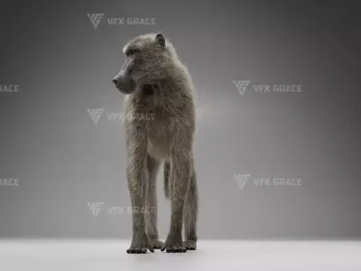 Baboon Animation  Blender 3D Model 3D model