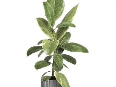 indoor plant 039 3D model