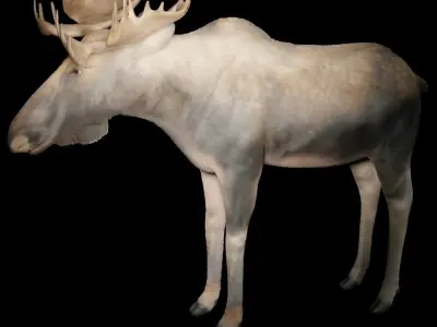 moose for game 3D model