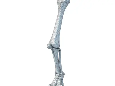Elephant Animal Leg Bones  3D model