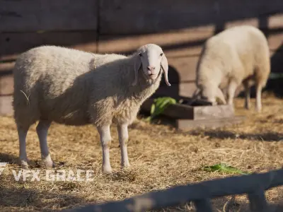 Assaf Sheep01 with 4 Animations VFX Grace 3D model