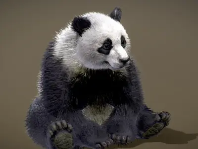Giant Panda 3D model