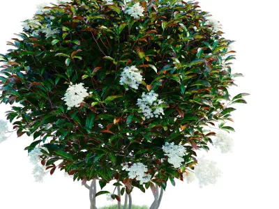 Photinia parachute 3D model
