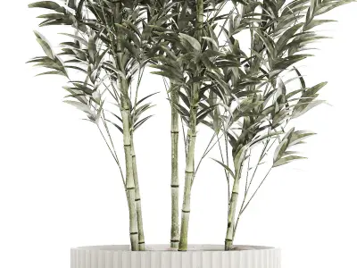 Beautiful Bamboo bush in flowerpots for decoration 1272 3D model