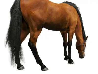 Horse grazing 3D model