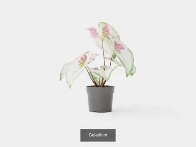 Collection of Houseplants - 6 Models