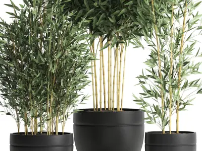 Bamboo bush for the interior in a black flowerpot 582 3D model