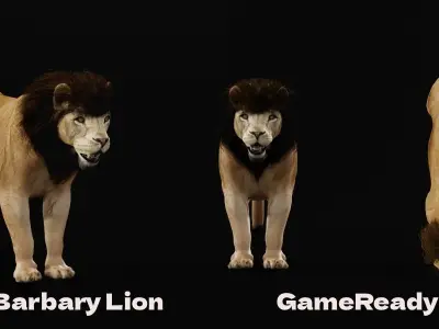 North Africa Young Lion  3D model