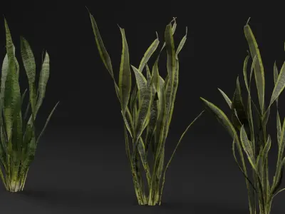 Dracaena Trifasciata Plant 3D model