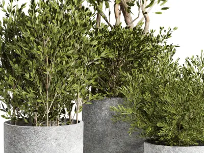 Outdoor plant 09  Low-poly 3D model