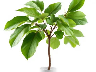 Ficus Lyrata Modern Interior Plant model pack Low-poly 3D model