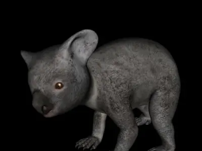 t13-koala koala bear praying 3D model