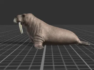 Walrus Low-poly 3D model