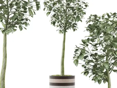 Plants Collection 120 3D model