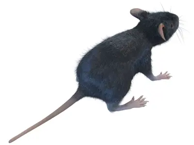 Animal Rat 3D model