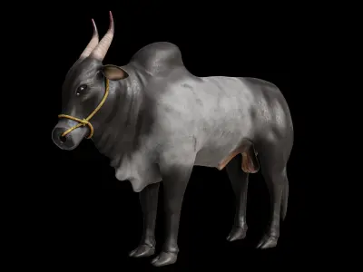 Kangayam Bull Game Ready model  Low-poly 3D model